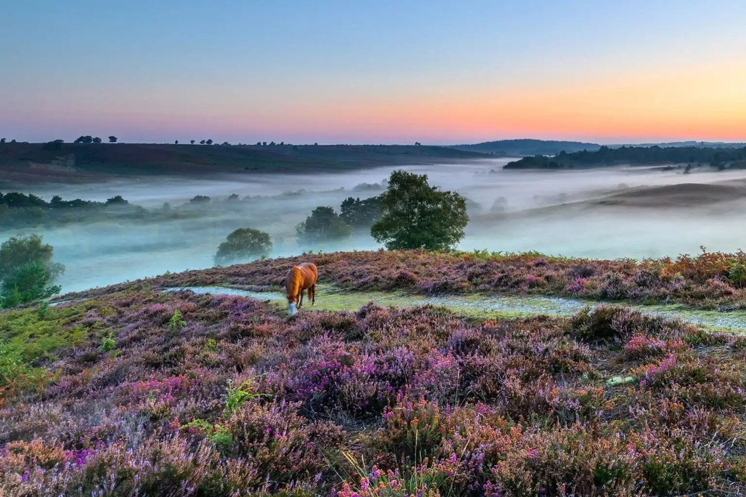New-Forest-pic-1536x1024